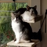 Former dog trainer and cat enthusiast-some medical