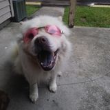 Interviewing For a Dog Sitter Job in Gonzales