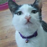 Loveing pet sitter for cats& dogs