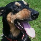 I adore DOGS! I'm a RN and want to be with DOGS,