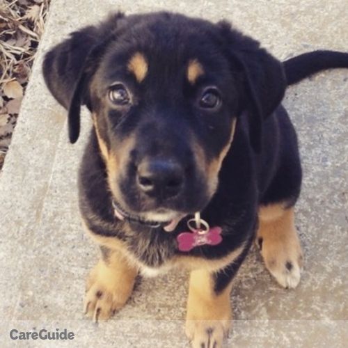 Pet Care Provider Angel D's Profile Picture