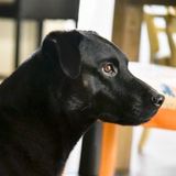 Skillful Pet Sitting Available - Dogs, Cats & Birds