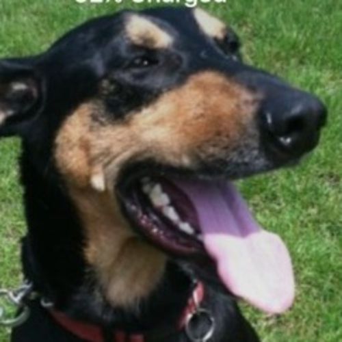 Pet Care Provider Carol R's Profile Picture