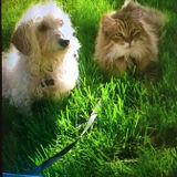 For Hire: Pet sitter and dog walker!