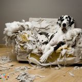 Experience and Enthusiasm - Let Me Love Your Dogs!