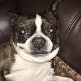 Seeking a Dog , Cat , Bird etc . I love all animals Opportunity in Cliffside Park / Fort Lee/ Edgewater Area