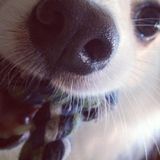 Experienced Pet Sitter in Wasaga Beach