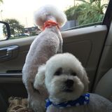 Loving Home Care for Small dogs