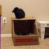 Pet Sitter with small animal experience needed for 2 Holland Lop bunnies