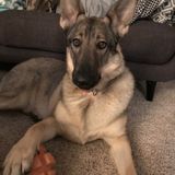 No Moose sitting for Hire