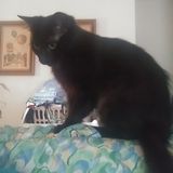 Cat Lover's join Tommie's Cat Club! "Blue Ribbon" Cat Care!