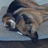 Seasoned Pet Care Provider for Hire
