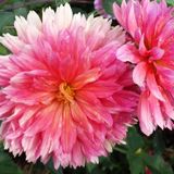 Green Cleaner & Organic Gardener!