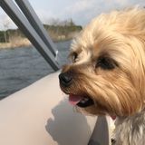 Skillful Dog Walker Available Immediately