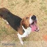 Dog Walker Near Anderson
