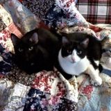 Need a great nurturer? I'm the gal for your furbabies!