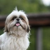 Looking for Qualified Pet Sitter in Vancouver