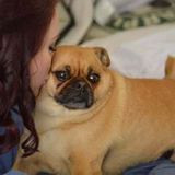 Cuddley Pug needs some extra Attention!