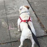 Don't worry be happy and walk a dog