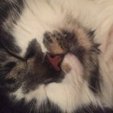 Respectful, Caring Pet Care Provider