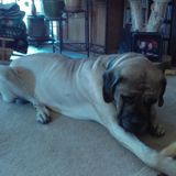 Loving and Caring Pet Sitter