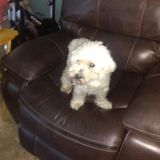 Interviewing For a home care animal Sitting Professional Job in Pasco County