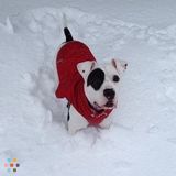 Mount Joy dog walker needed