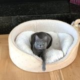 Over night sitting for six indoor, spoiled rotten cats