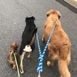 Fort Mill Dog Walker/ pet care taker For Job Opportunities