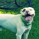 Trustworthy dog & cat Sitting Professional for Your Home