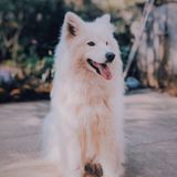 Responsible Pet Sitter from Asheville, NC