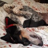 Strong female capable to handle any breed of dog in the Stony Lake, Ontario area :)