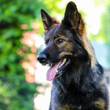 Hard Working Petsitter Needed Immediately