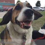 I love animals !