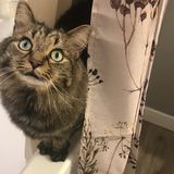 Temporary home for 2 cats