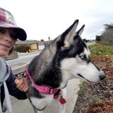 Caring Dog Walking Available Now!