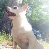 pet Sitter, dog walker, general grooming