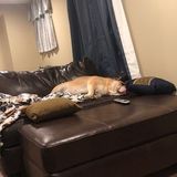 Seasoned Pet Supervisor in Manorville
