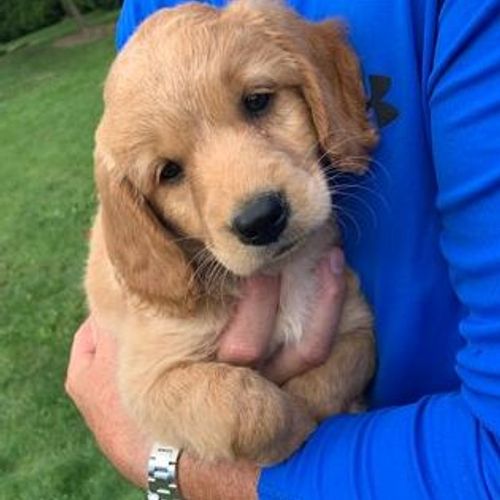 cat sitter etobicoke