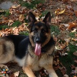 Pet Sitting & Transportation in Northwest NJ