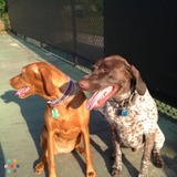 Help needed/Dog Gone Walking With Me, LLC