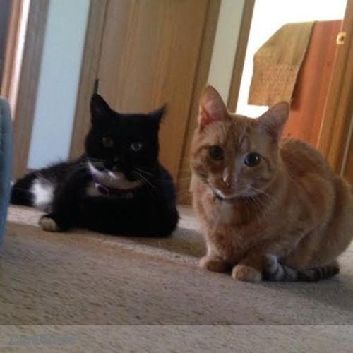 Pet Care Provider Laura Stencil's Profile Picture