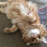 Iggy (the giant fluffy orange tabby) Needs an Experienced Sitter!