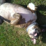 Rochester Cat/Dog Sitting Professional Interested In Being Hired in Rochester, New York 14624
