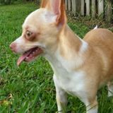 Looking for a pet walking,pet feeding,and pet sitting job.