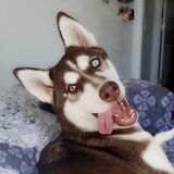 Available For a Dog Walker Opportunity in Roanoke