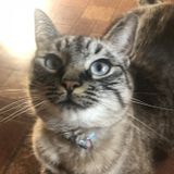I aim to provide dependable, loving care for your little furry ones!