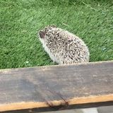 Most Caring Animal Caregiver in Uniondale