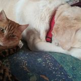 Animal Lover Able To Be There 4u!