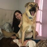 Dedicated Pet Sitter